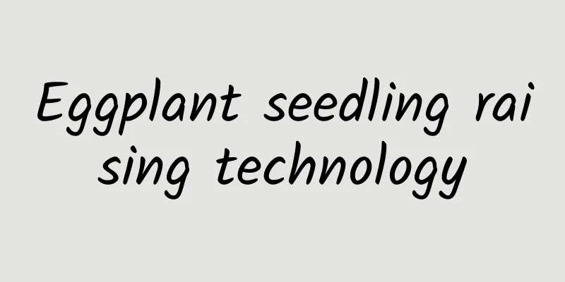 Eggplant seedling raising technology