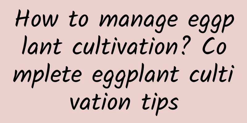 How to manage eggplant cultivation? Complete eggplant cultivation tips