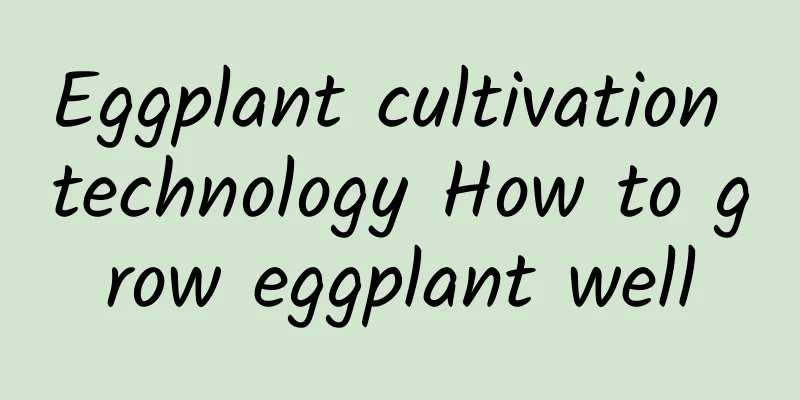 Eggplant cultivation technology How to grow eggplant well