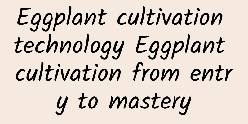 Eggplant cultivation technology Eggplant cultivation from entry to mastery