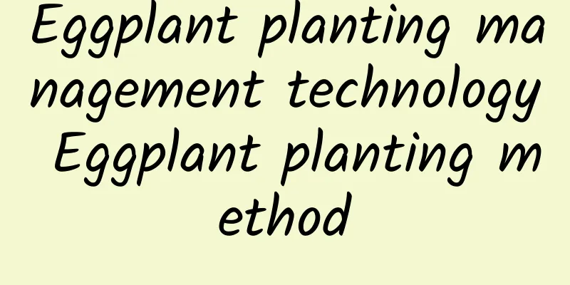 Eggplant planting management technology Eggplant planting method