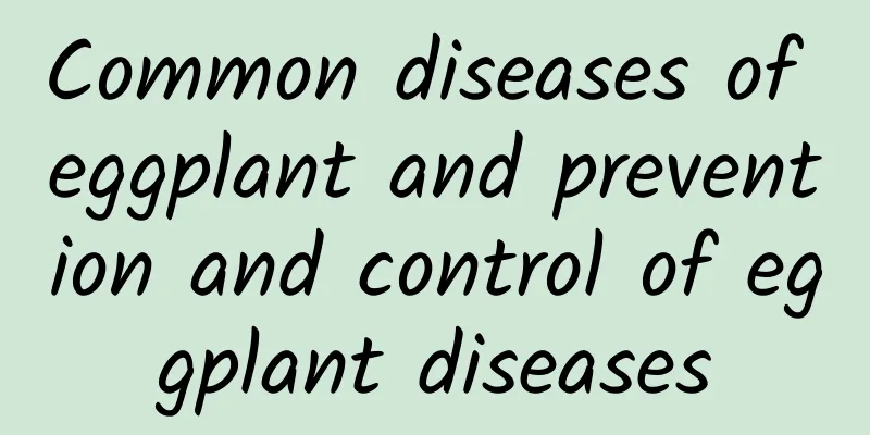 Common diseases of eggplant and prevention and control of eggplant diseases