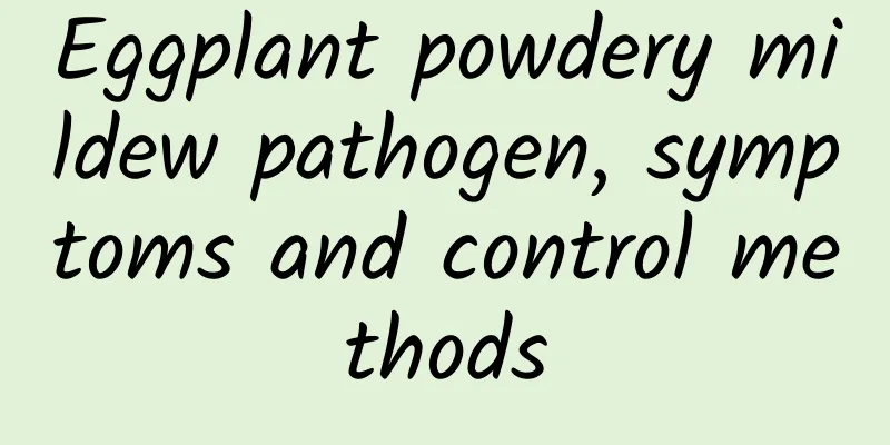 Eggplant powdery mildew pathogen, symptoms and control methods