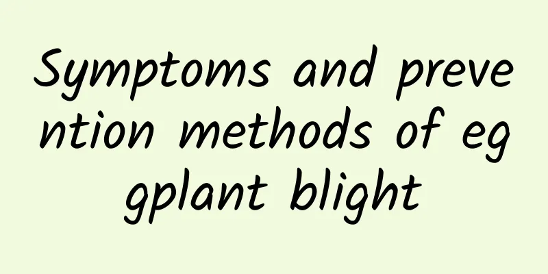 Symptoms and prevention methods of eggplant blight