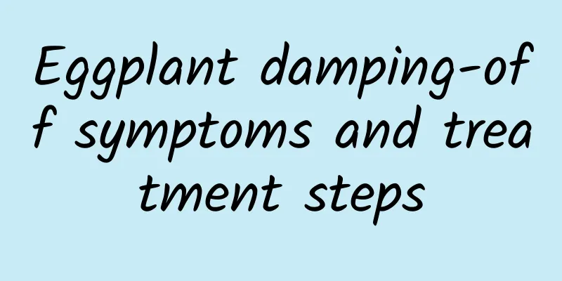 Eggplant damping-off symptoms and treatment steps