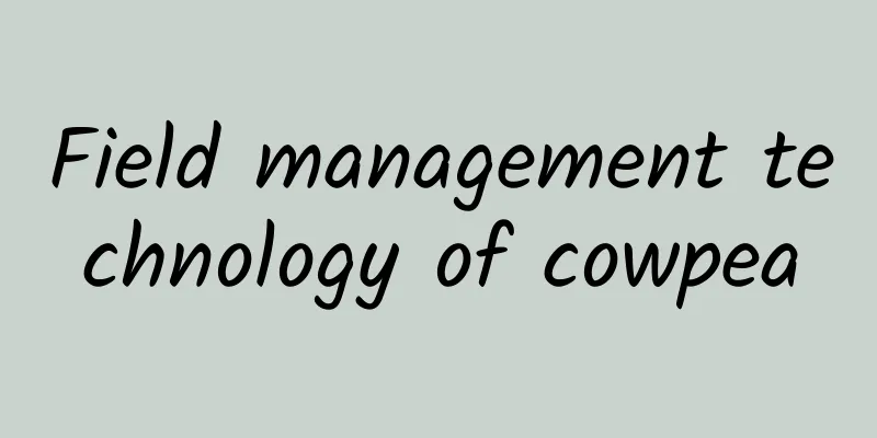 Field management technology of cowpea