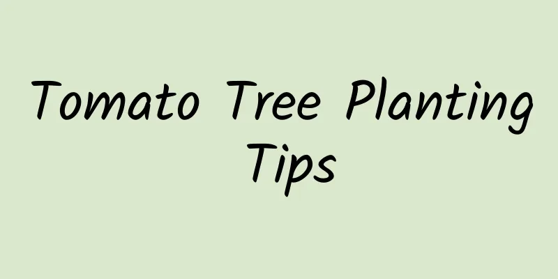 Tomato Tree Planting Tips