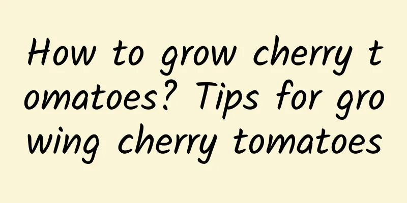 How to grow cherry tomatoes? Tips for growing cherry tomatoes