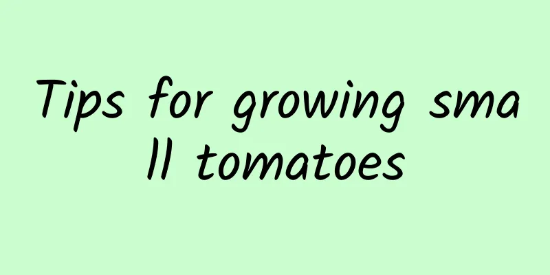 Tips for growing small tomatoes