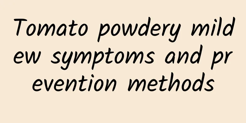 Tomato powdery mildew symptoms and prevention methods