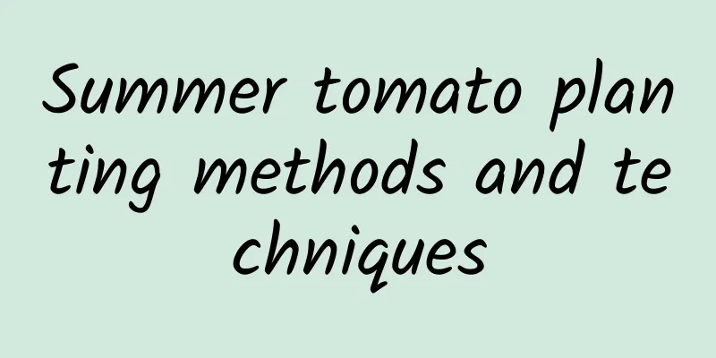 Summer tomato planting methods and techniques