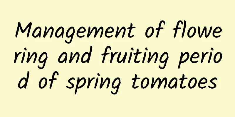 Management of flowering and fruiting period of spring tomatoes