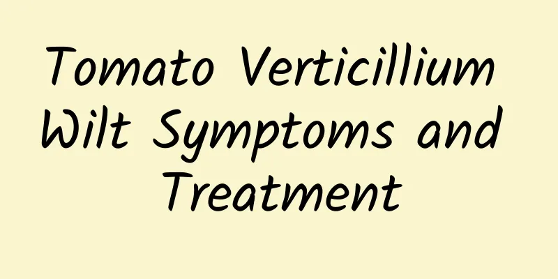 Tomato Verticillium Wilt Symptoms and Treatment