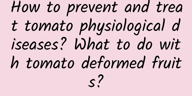 How to prevent and treat tomato physiological diseases? What to do with tomato deformed fruits?