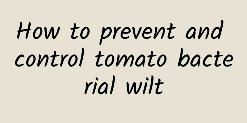 How to prevent and control tomato bacterial wilt