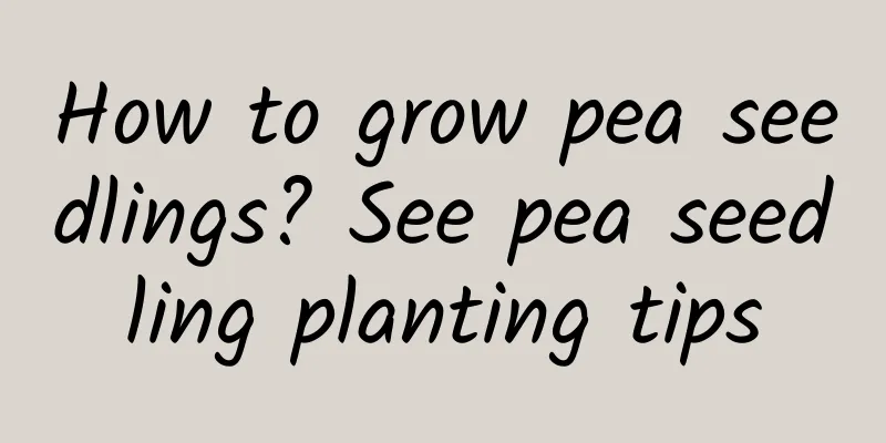 How to grow pea seedlings? See pea seedling planting tips