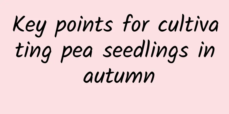 Key points for cultivating pea seedlings in autumn