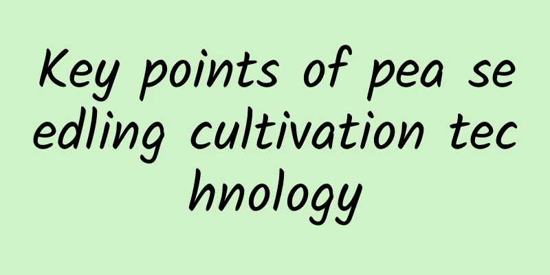 Key points of pea seedling cultivation technology