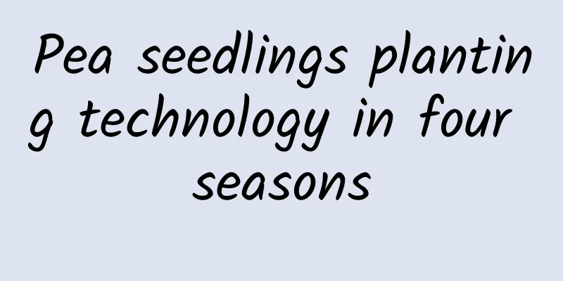 Pea seedlings planting technology in four seasons