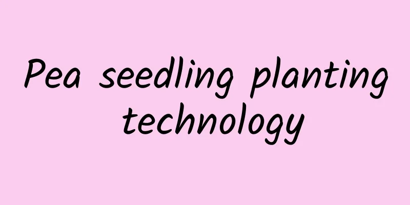 Pea seedling planting technology