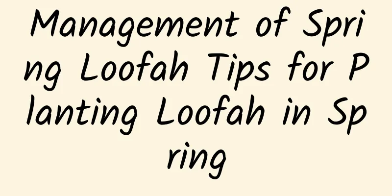 Management of Spring Loofah Tips for Planting Loofah in Spring