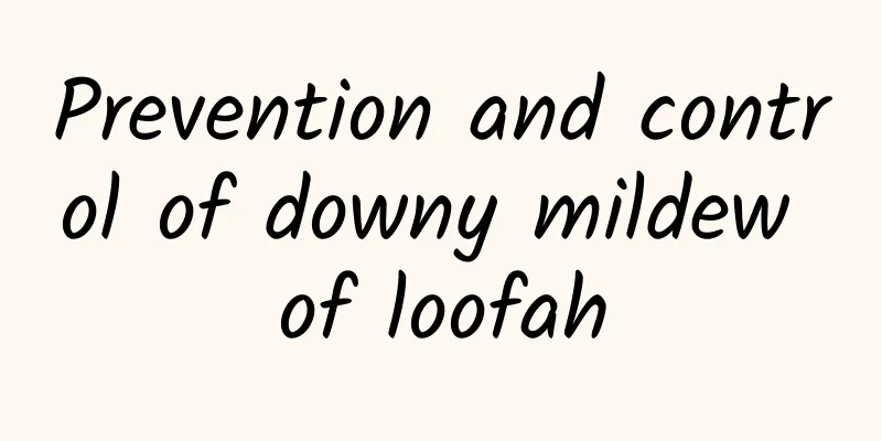 Prevention and control of downy mildew of loofah