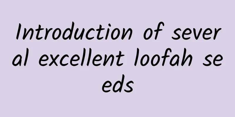 Introduction of several excellent loofah seeds