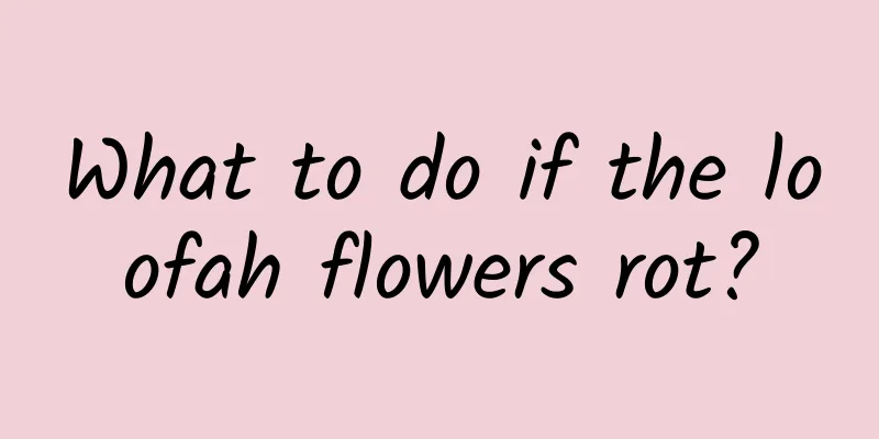 What to do if the loofah flowers rot?