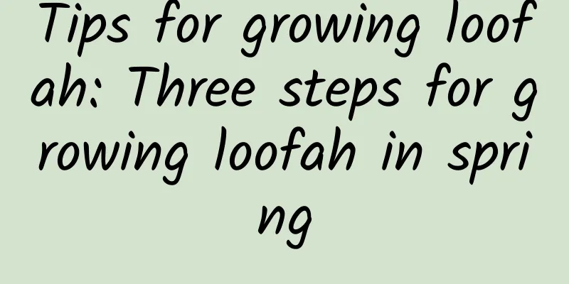 Tips for growing loofah: Three steps for growing loofah in spring