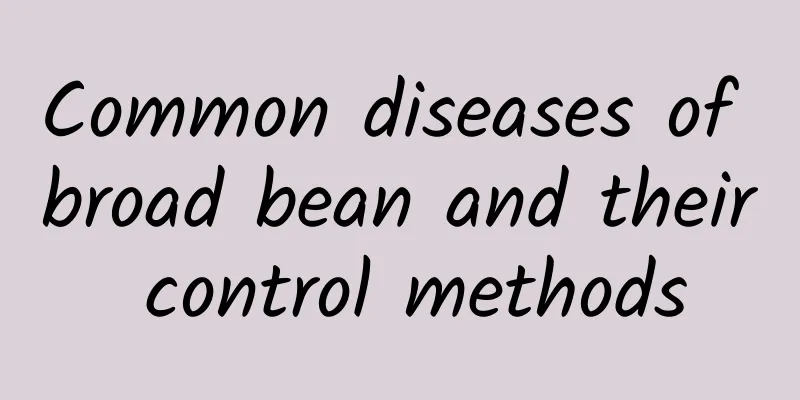 Common diseases of broad bean and their control methods