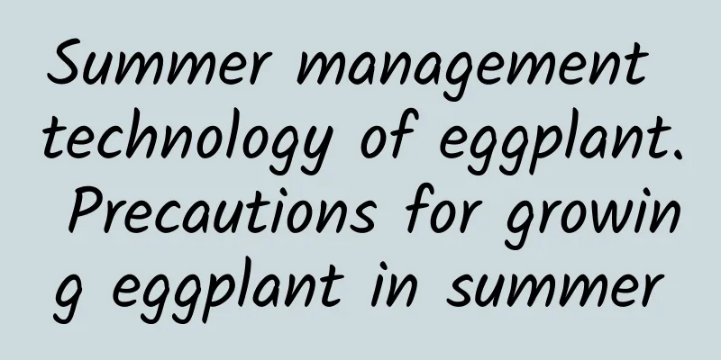 Summer management technology of eggplant. Precautions for growing eggplant in summer