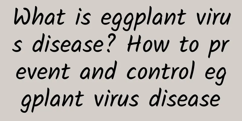 What is eggplant virus disease? How to prevent and control eggplant virus disease