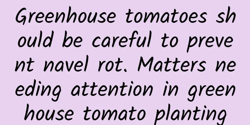 Greenhouse tomatoes should be careful to prevent navel rot. Matters needing attention in greenhouse tomato planting