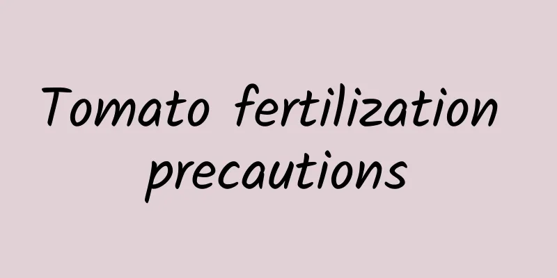 Tomato fertilization precautions