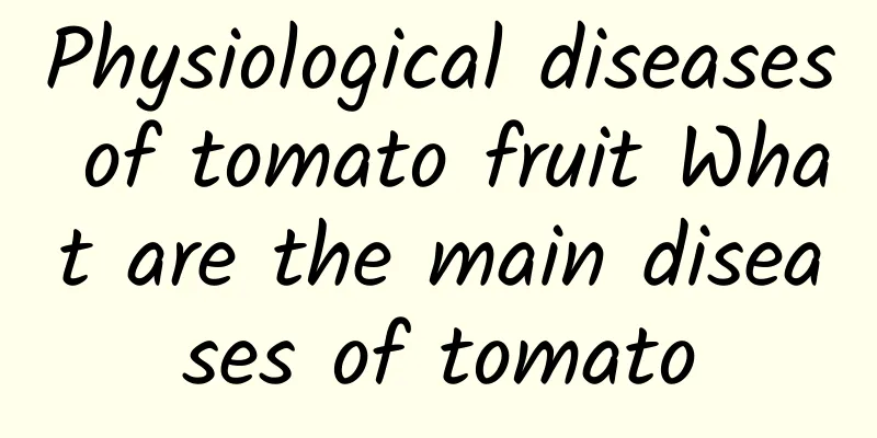 Physiological diseases of tomato fruit What are the main diseases of tomato