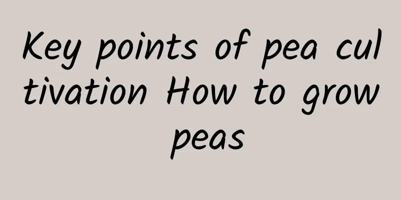 Key points of pea cultivation How to grow peas