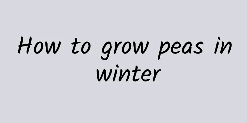 How to grow peas in winter