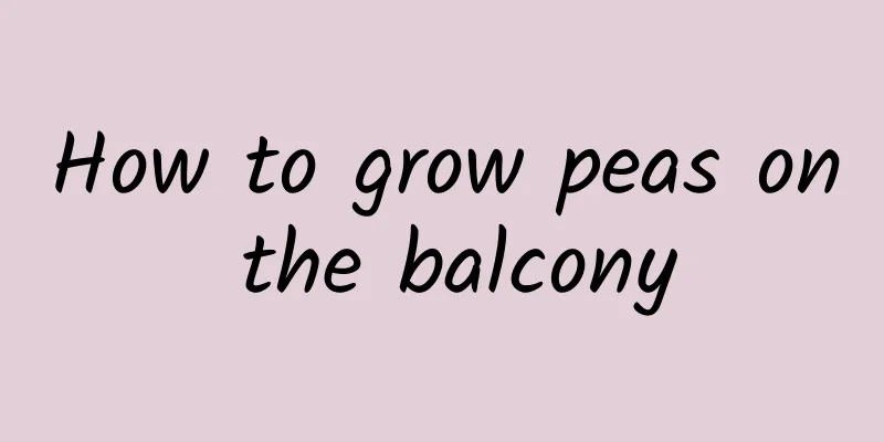 How to grow peas on the balcony