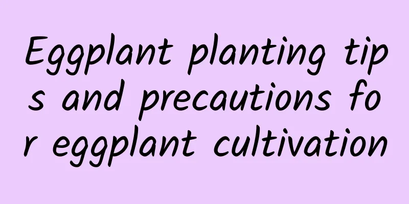 Eggplant planting tips and precautions for eggplant cultivation