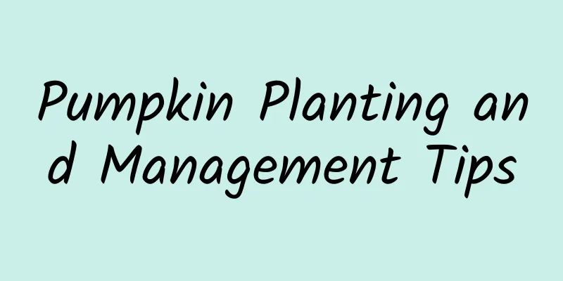 Pumpkin Planting and Management Tips