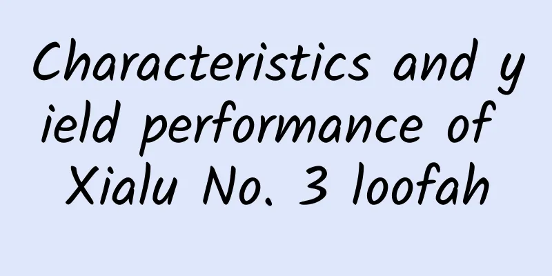 Characteristics and yield performance of Xialu No. 3 loofah