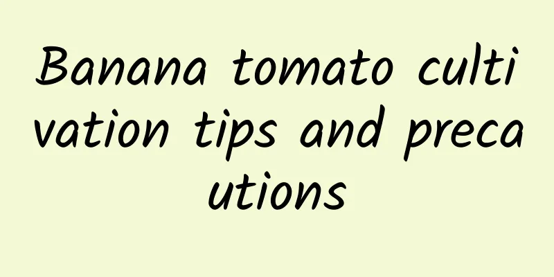 Banana tomato cultivation tips and precautions