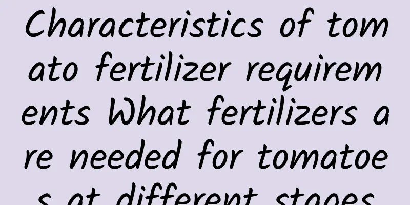 Characteristics of tomato fertilizer requirements What fertilizers are needed for tomatoes at different stages