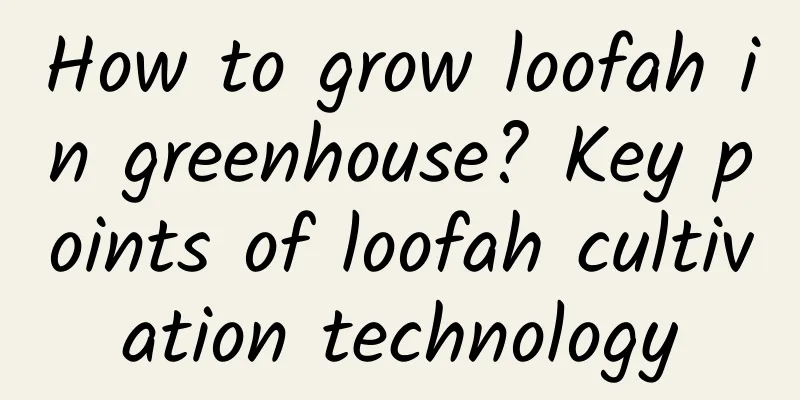 How to grow loofah in greenhouse? Key points of loofah cultivation technology