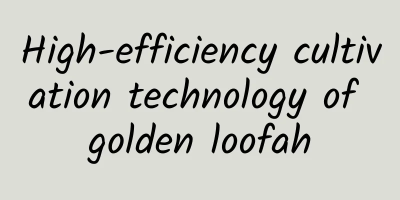 High-efficiency cultivation technology of golden loofah