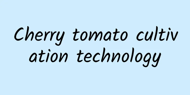 Cherry tomato cultivation technology