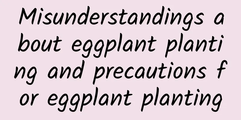 Misunderstandings about eggplant planting and precautions for eggplant planting