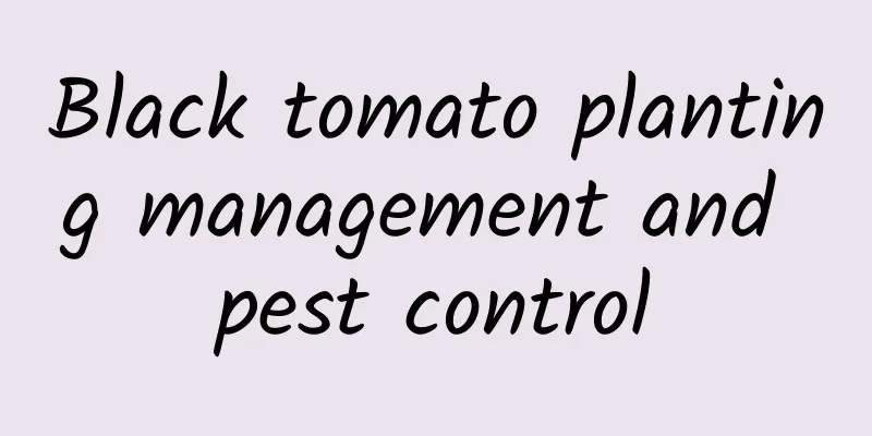 Black tomato planting management and pest control