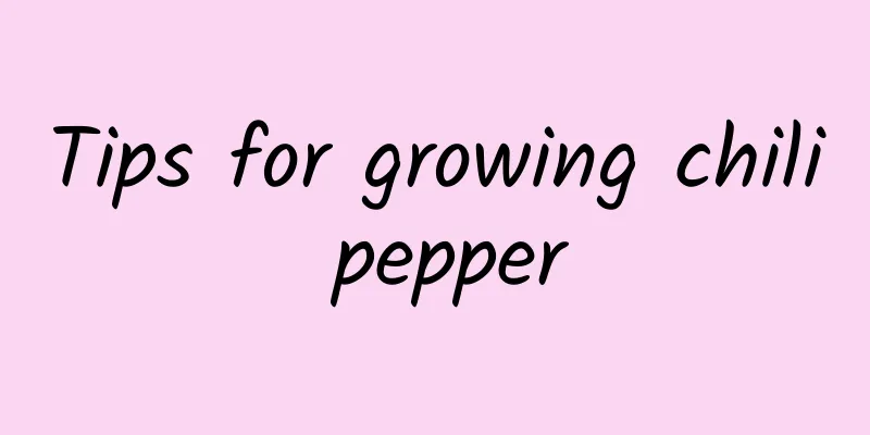 Tips for growing chili pepper