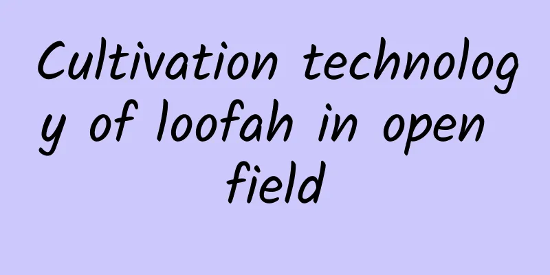 Cultivation technology of loofah in open field